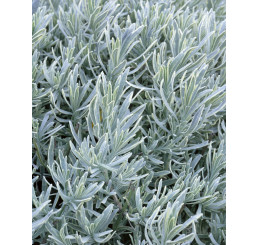 Lavandula angustifolia 'Silbermöve' / Levandule úzkolistá, K9