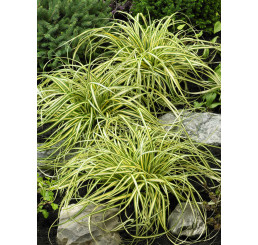 Carex oshimensis ´Evergold´ / Ostřice, K9