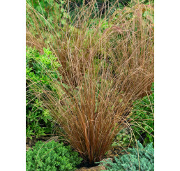 Carex buchananii / Ostřice Buchananova, K9