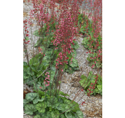 Heuchera 'Peppermint Spice' / Heuchera , K11