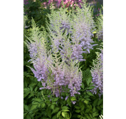 Astilbe chinensis 'Milk and Honey'® / čechrava čínská , C1