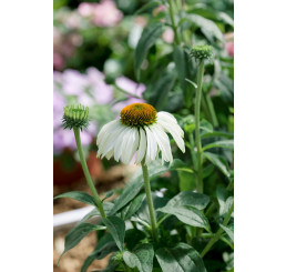 Echinacea purpurea ´Primadonna (R) White´ / Třapatka, K9