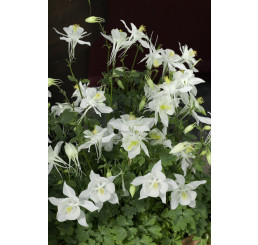 Aquilegia caerulea Spring Magic White / Orlíček , K9