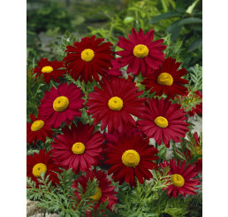 Tanacetum coccineum ´Robinson´s Red´/ Kopretina šarlatová , K9