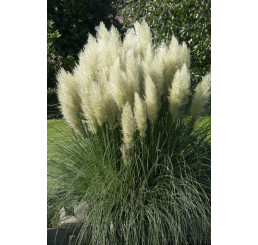 Cortaderia sell. 'Pumila' / Kortadérie / Pampas dvoudomý zakrslý, K11