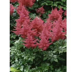 Astilbe japonica 'Rheinland' / Astilbe japonská , K9