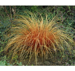 Carex comans ´Bronze Perfection´ / Ostřice, K9