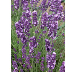 Lavandula angustifolia ´Ellegance Purple´ / Levandule úzkolistá, C1