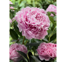 Paeonia lact. ´Sarah Bernhardt´ /  Pivoňka bylinná, C1,5