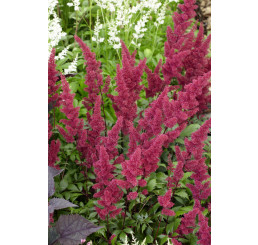 Astilbe x arendsii ´Fanal´ / Čechrava, K9