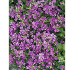 Arabis blepharophylla ´Rose Delight´ / Huseník brvolistý, K9