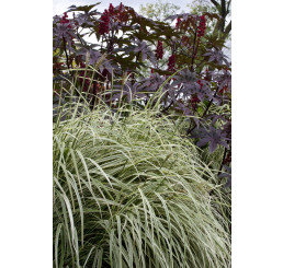 Miscanthus sinensis 'Rigoletto' / Ozdobnice čínská , K11