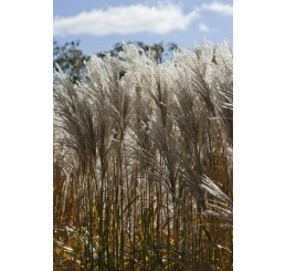 Miscanthus sinensis ´Malepartus´ / Ozdobnice čínská, C1,5