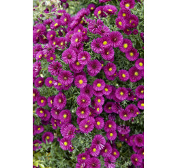 Aster dumosus ´Jenny´ / Hvězdnice, K9