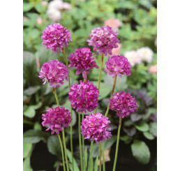 Armeria maritima 'Nifty Thrifty' / Trávnička přímořská , K9