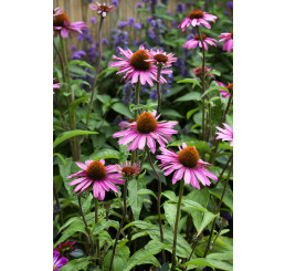 Echinacea purpurea ´Primadonna Deep Rose´/ Třapatka nachová , C1,5