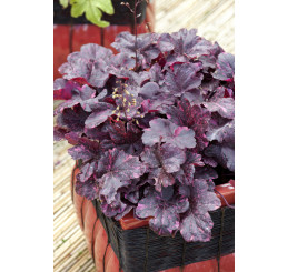 Heuchera 'Midnight Rose' / Heuchera , K11