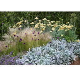 Kolekce 24 trvalek, bal. 24 ks, 24x K9