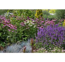 Kolekce 12 trvalek, bal. 12 ks, 12x K9