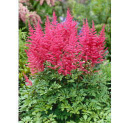 Astilbe arendsii ´Bella´ / Čechrava růžová, K9