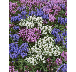 Prunella grandiflora ´Alba´ / Černohlávek velkokvětý, K9