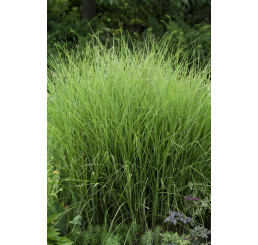 Miscanthus sinensis 'Graziella' / Ozdobnice čínská, K9/K11