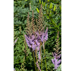 Astilbe chinensis var. pumila / Čechrava fialovorůžová, C1,5