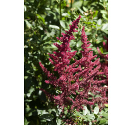 Astilbe japonica 'Red Sentinel' / Astilbe japonská , K9