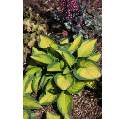 Hosta 'Orange Marmalade' / Funkia , K11