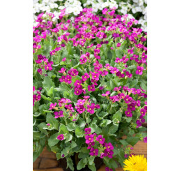 Arabis caucasica 'Little Treasure Deep Rose' / Huseník alpský, kavkazský, K9