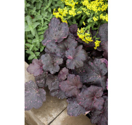 Heuchera 'Midnight Rose' / Heuchera , K11