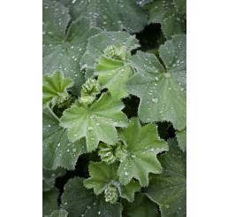 Alchemilla mollis / Kontryhel měkký , K9