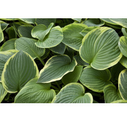 Hosta ´Aureomarginata´ / Bohyška / Funkie, K9
