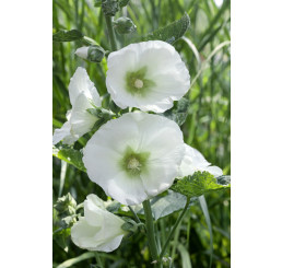 Alcea rosea Polarstar / Topolovka bílá, Proskurník bílý, K9