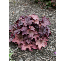 Heuchera 'Georgia Peach' / Heuchera , K11