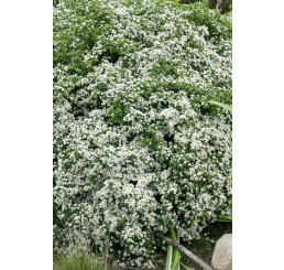 Aster ericoides 'Snowflurry' / Astra vřesovcovitých'Snehová prehánka' , K9