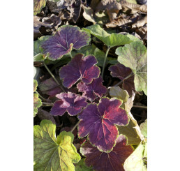 Heuchera 'Delta Dawn' / Heuchera , K11