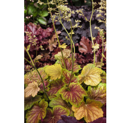 Heuchera 'Delta Dawn' / Heuchera , K11