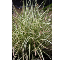 Carex oshimensis ´Evergold´ / Ostřice, K9