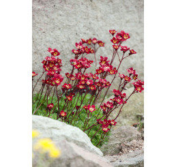 Saxifraga arendsii ´Higlander Red´ / Lomikámen, C1,5