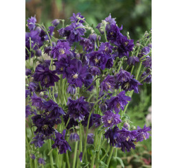 Aquilegia vulgaris Blue Barlow / Orlíček obecný, C1,5