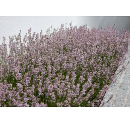 Lavandula angustifolia ´Rosea´ / Levandule úzkolistá, K9