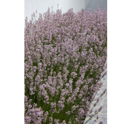 Lavandula angustifolia ´Rosea´ / Levandule úzkolistá, K9