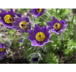 Pulsatilla vulgaris ´Bells Violet´ / Koniklec obecný, K9
