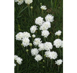 Armeria maritima Armada White / Trávnička přímořská , K9