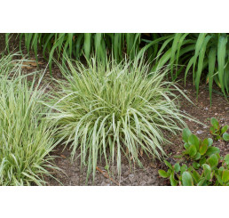 Molinia caerulea ´Variegata´ / Bezkolenec modrý, K9