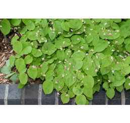 Epimedium pubigerum / Škornice, C1,5