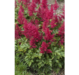 Astilbe japonica 'Red Sentinel' / Astilbe japonská, K14