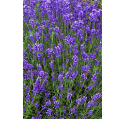 Lavandula angustifolia ´Munstead´ / Levandule úzkolistá, C1,5