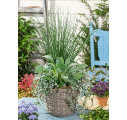 Dichondra ´Silver Falls´ / Dichondra ´Stříbrný vodopád´, bal. 6 ks sadbovačů